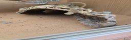 Bearded Dragon reptiles for sale: Baby bearded dragon  in Bridgend - Advert 19