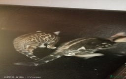 Bengal cats for sale: Best of Bengal - Image 14