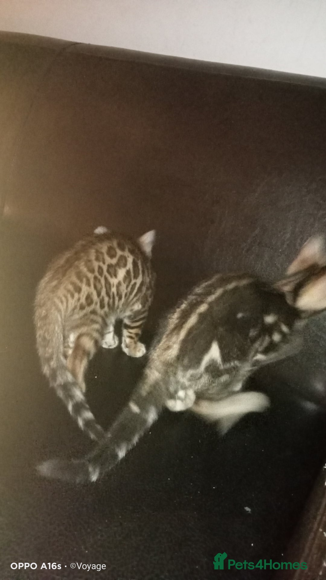 Bengal cats for sale: Best of Bengal - Image 14