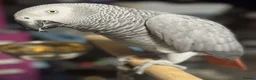 Parrots birds for sale: Intelligent African Grey Parrots–Raised with Care in Leeds - Advert 5