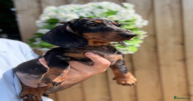Miniature Dachshund dogs - Advert 9
