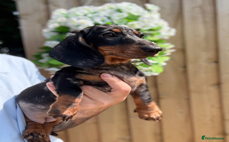 Miniature Dachshund dogs - Advert 8