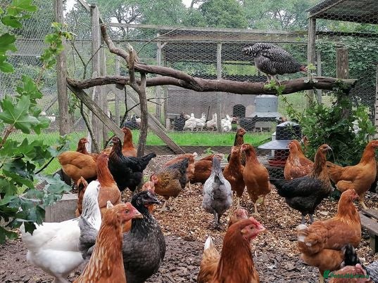 Chickens poultry Point of Lay Chickens - Advert 1