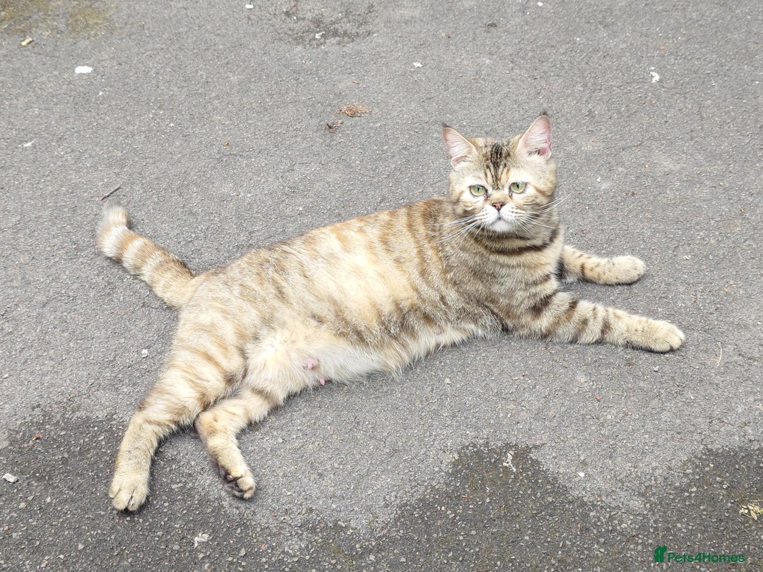 Mixed Breed cats for sale: 6 kittens of a Persian mum with Tuft ears. - Advert 3