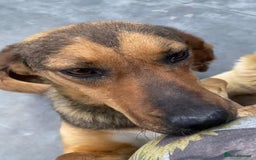 Mixed Breed dogs for adoption:  Lilija. 2 yrs old. Reserved stc. in Brixham - Image 8
