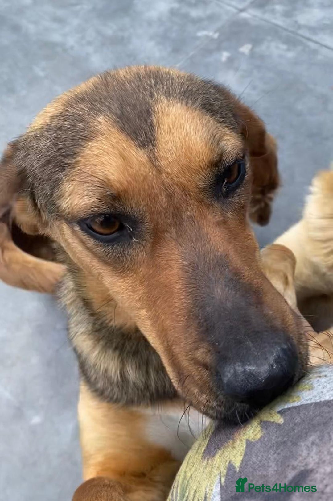 Mixed Breed dogs for adoption:  Lilija. 2 yrs old. Reserved stc. in Brixham - Image 8