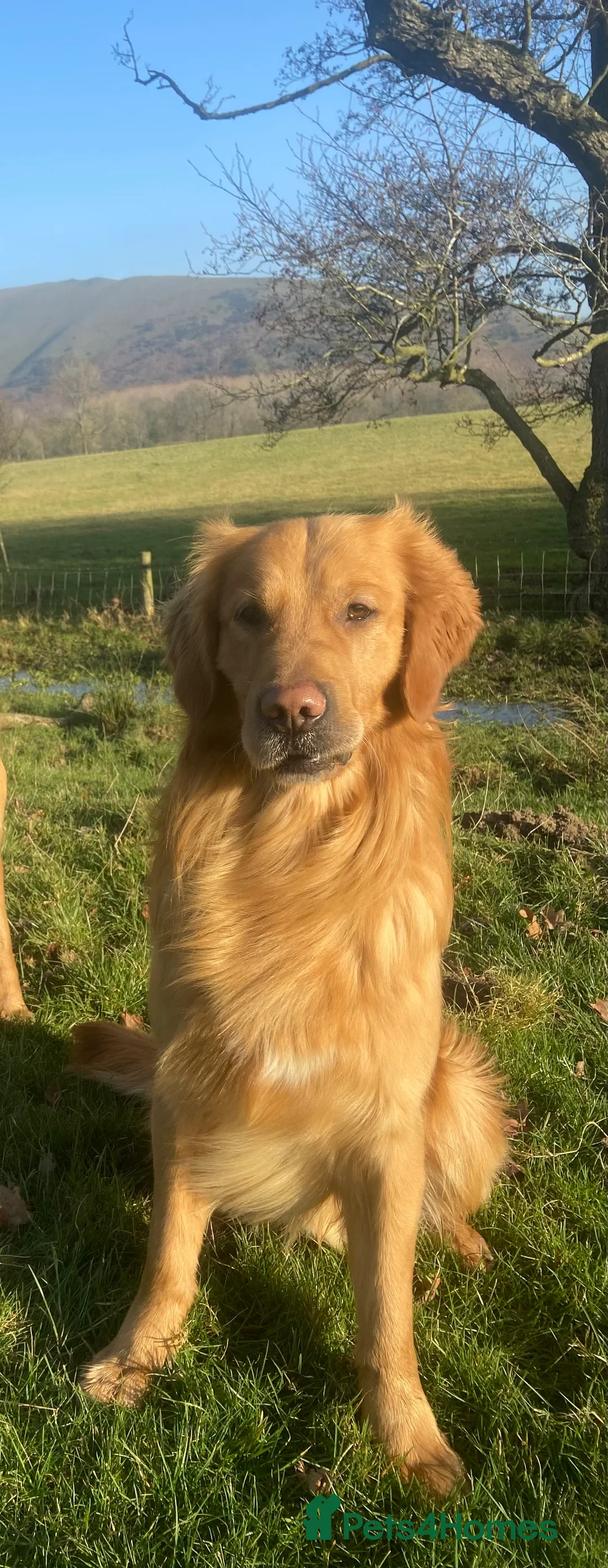 Golden Retriever dogs for stud: Kristofferson- Golden Retriever Stud in Church Stretton - Advert 3