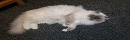 Ragdoll cats for sale: Beautiful Healthy Ragdolls  - Advert 12