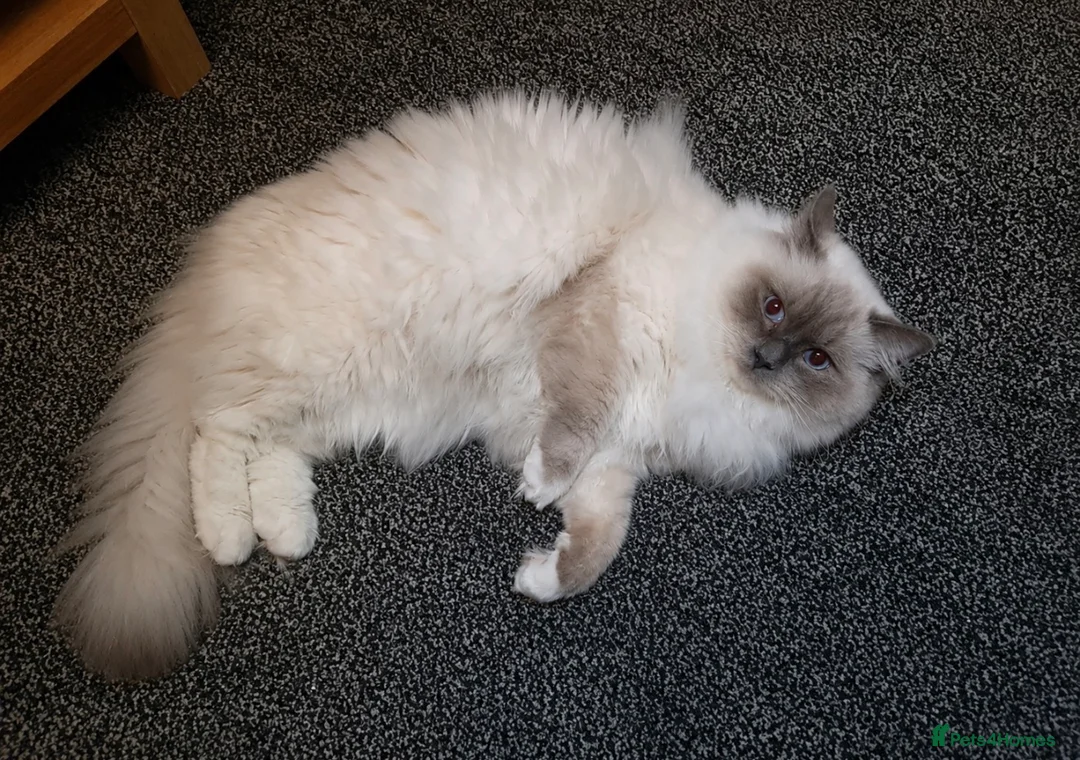 Ragdoll cats for sale: Beautiful Healthy Ragdolls  - Advert 12