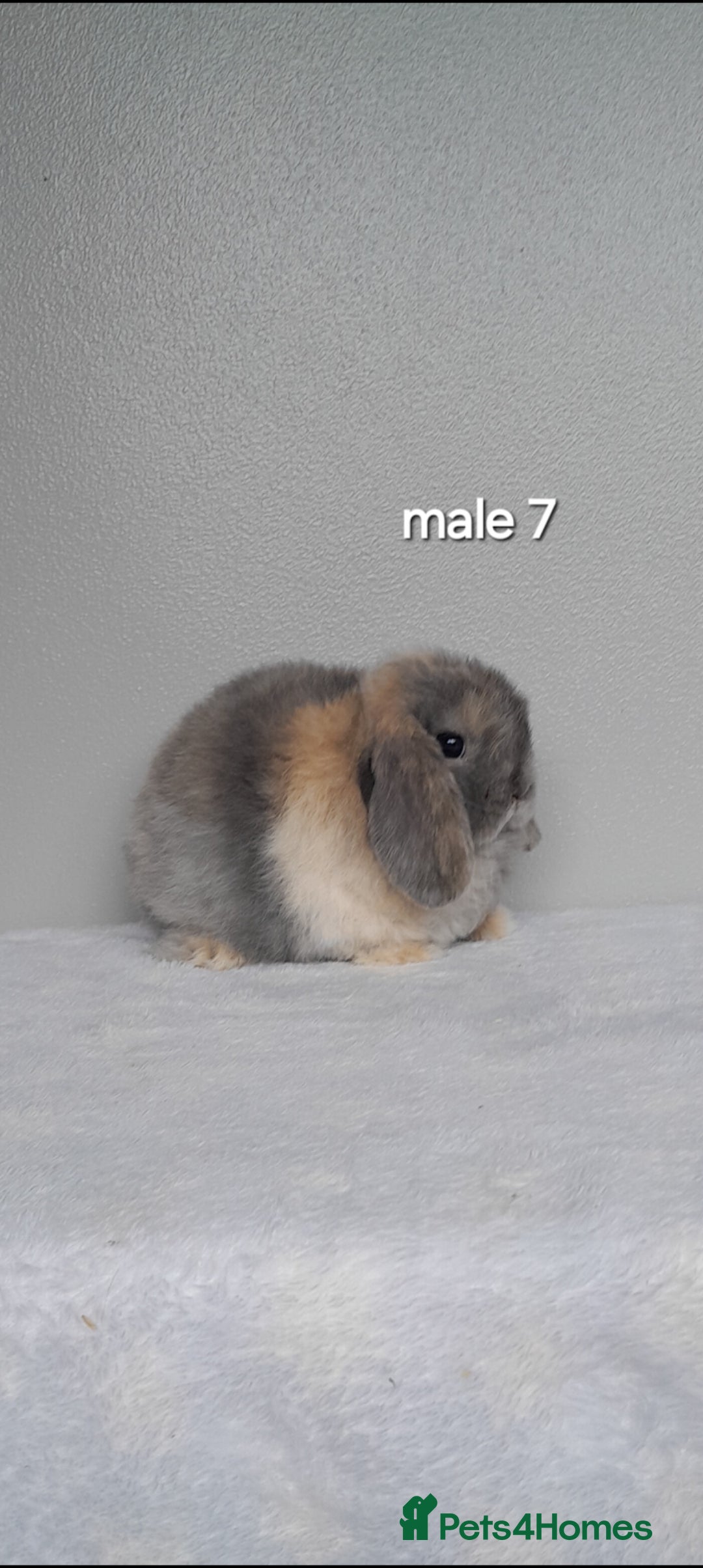 Mini Lop rabbits for sale: Stunning pure breed mini lops - Image 21