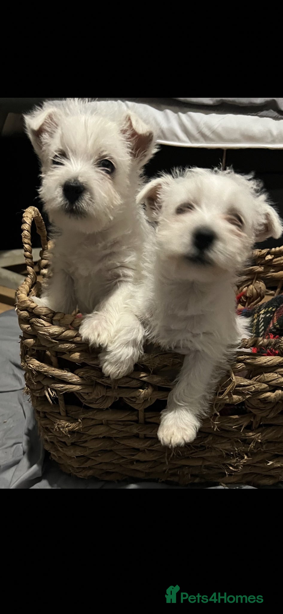 West Highland Terrier dogs West highland terrier puppies - Advert 3