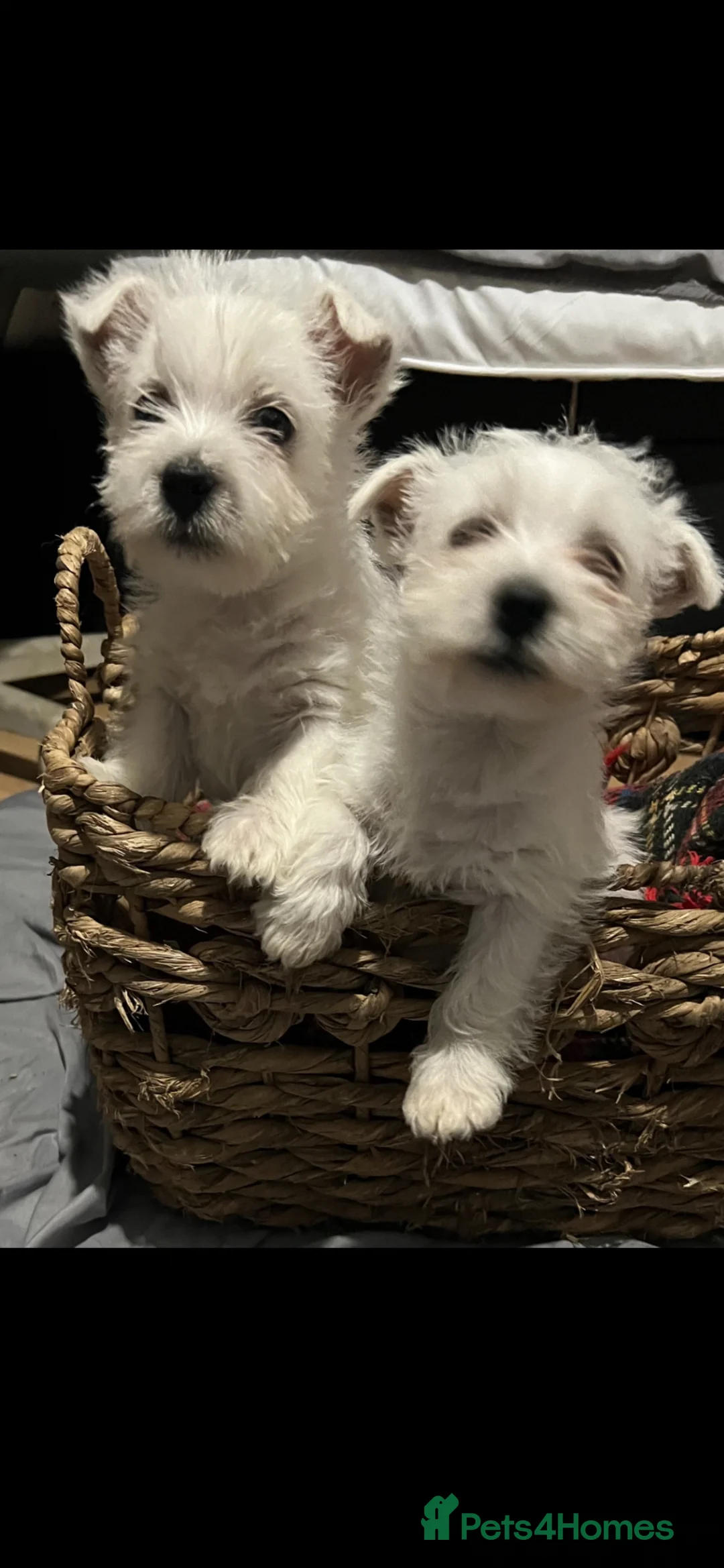 West Highland Terrier dogs for sale: West highland terrier puppies - Advert 1