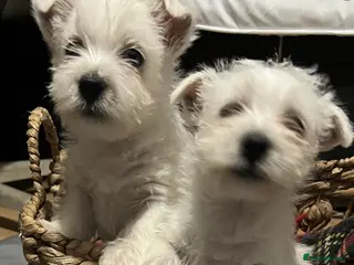 West Highland Terrier dogs West highland terrier puppies - Advert 2
