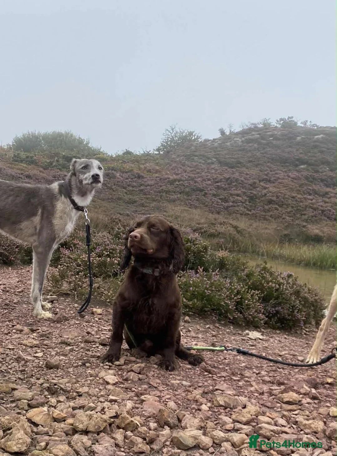 Cocker Spaniel dogs for sale: Quinn - Advert 3