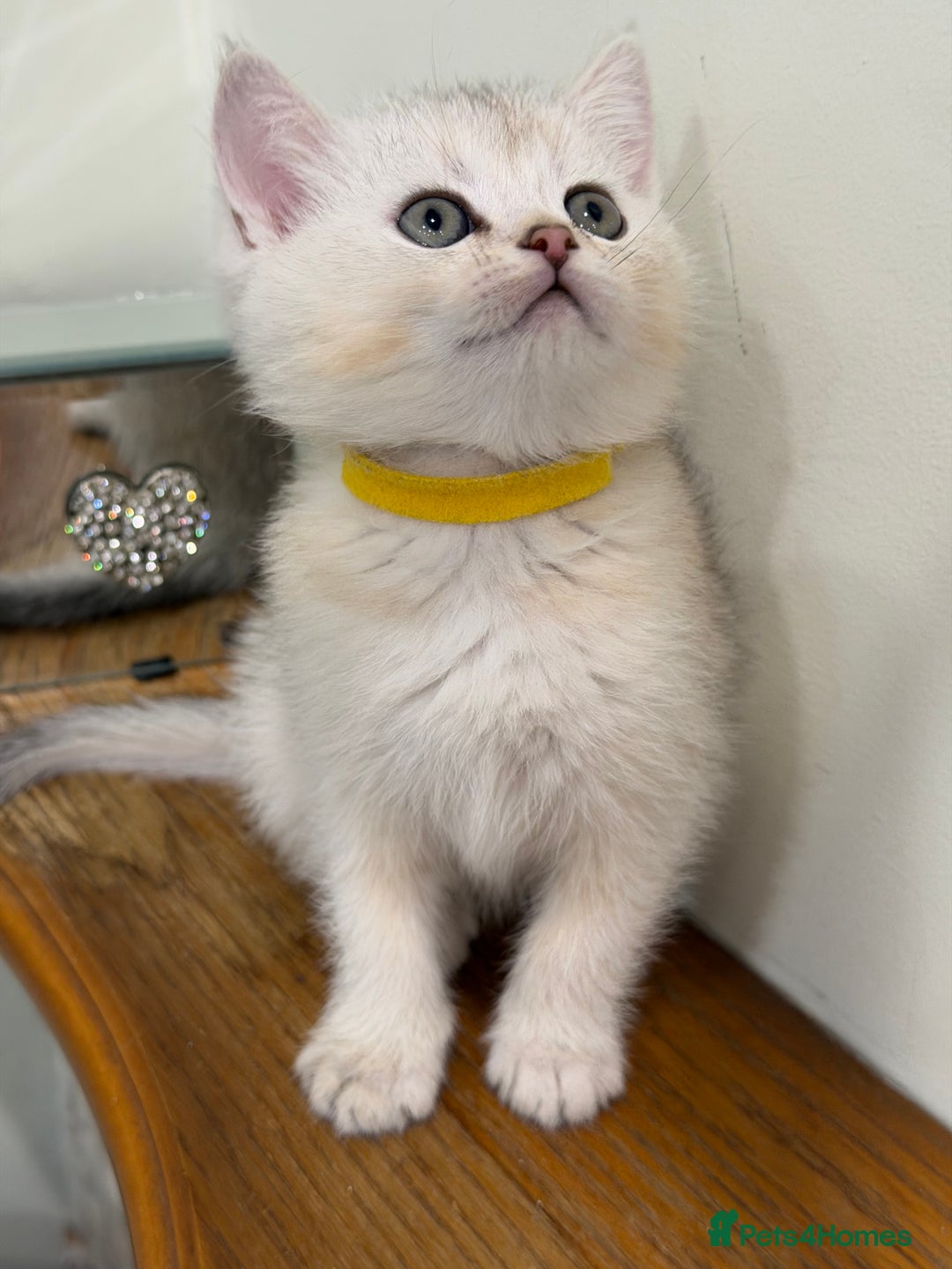 British Shorthair cats for sale: British shh golden, silver  GCCF kittens  - Advert 31