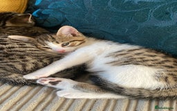 Mixed Breed cats for sale: Adorable mixed breed siblings!🥺 - Advert 3