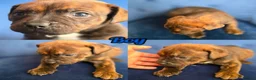 Staffordshire Bull Terrier dogs for sale: Stafordshire puppies - Advert 6