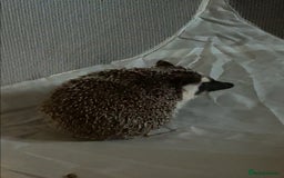 Pygmy Hedgehog rodents for sale: 1 year old African Pygmy hedgehog  - Image 2