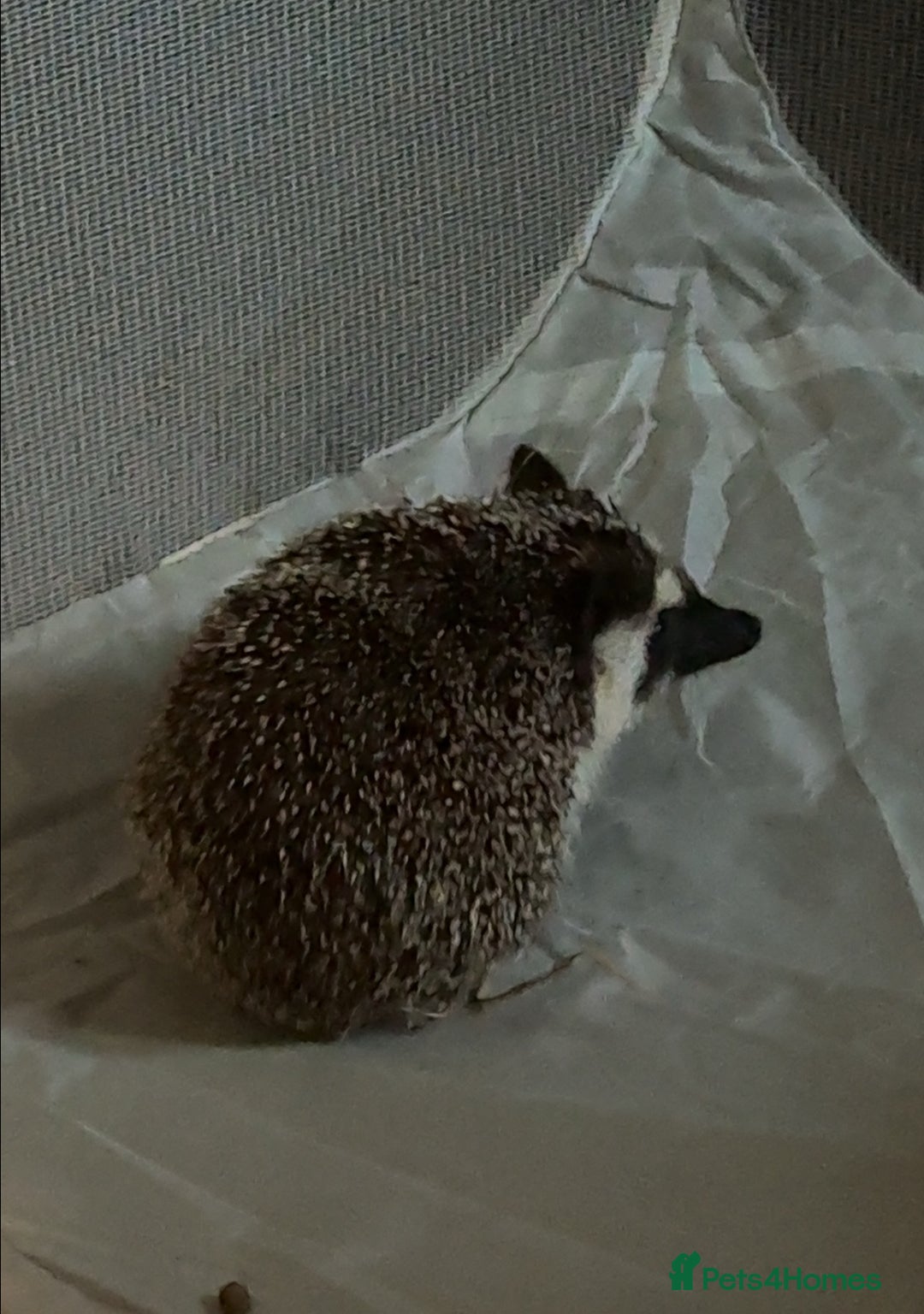 Pygmy Hedgehog rodents for sale: 1 year old African Pygmy hedgehog  - Image 2