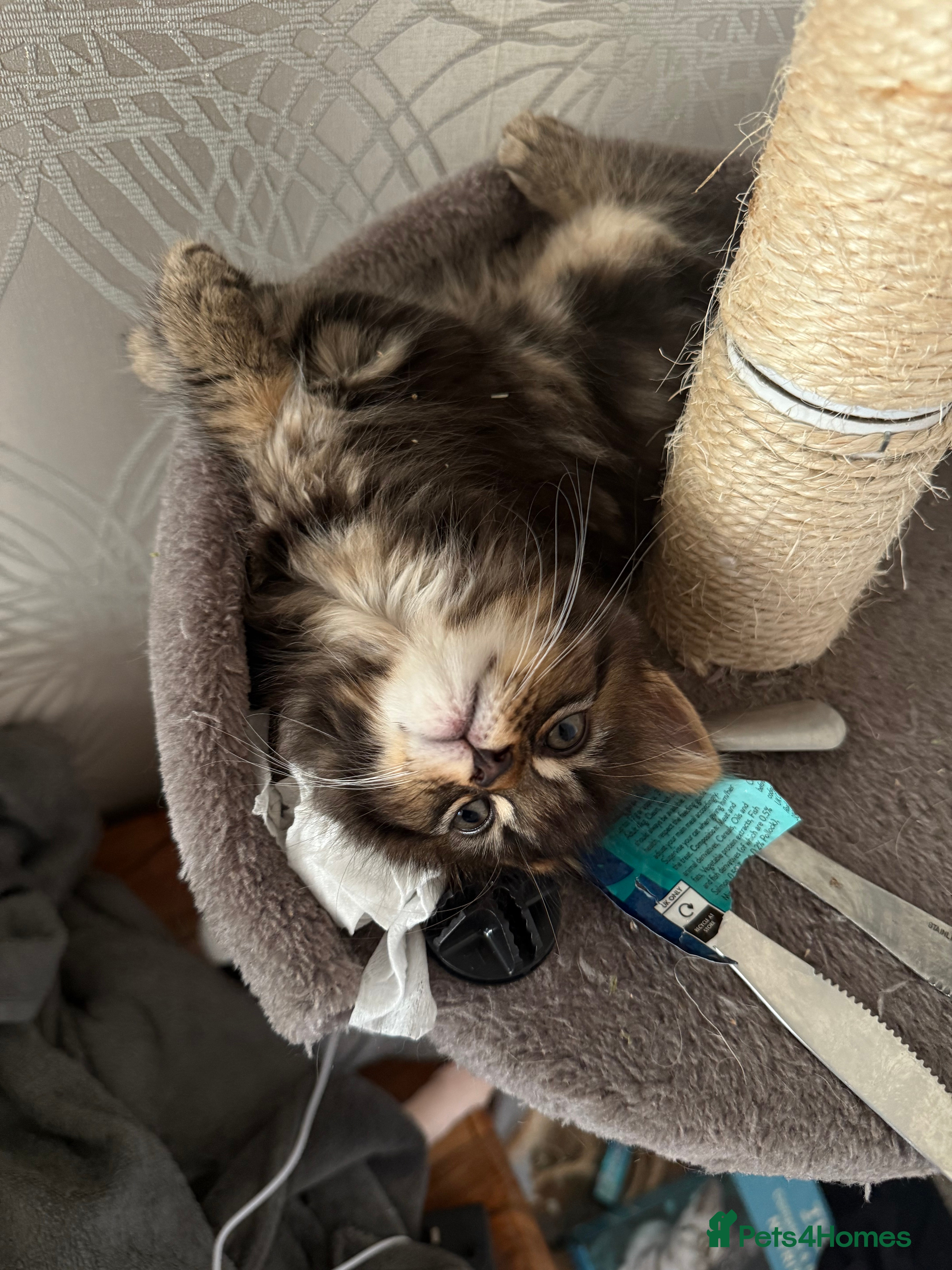 Maine Coon cats for sale:     🐾 Luxury Maine Coon x Siberian Kittens  - Advert 2