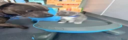 American Shorthair cats for sale: Cute black and grey kittens  in Northampton - Advert 11