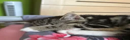 Mixed Breed cats for sale: 🐱 Adorable Kittens Looking for Loving Homes! 🏡❤️ - Advert 6