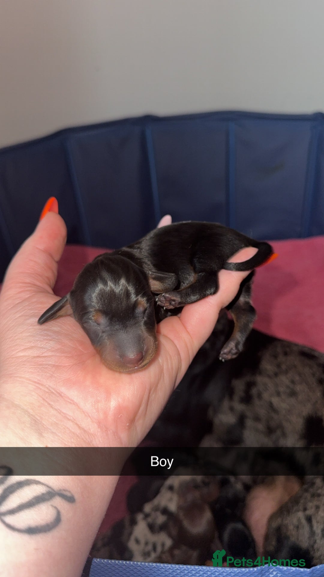 Miniature Dachshund dogs for sale: ✨ Miniature Dachshund puppies for sale!! ✨  - Image 3