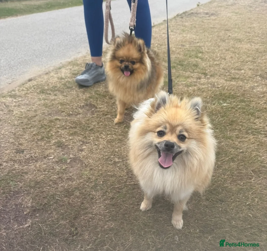 Pomeranian dogs for sale: Mr and miss  - Advert 7