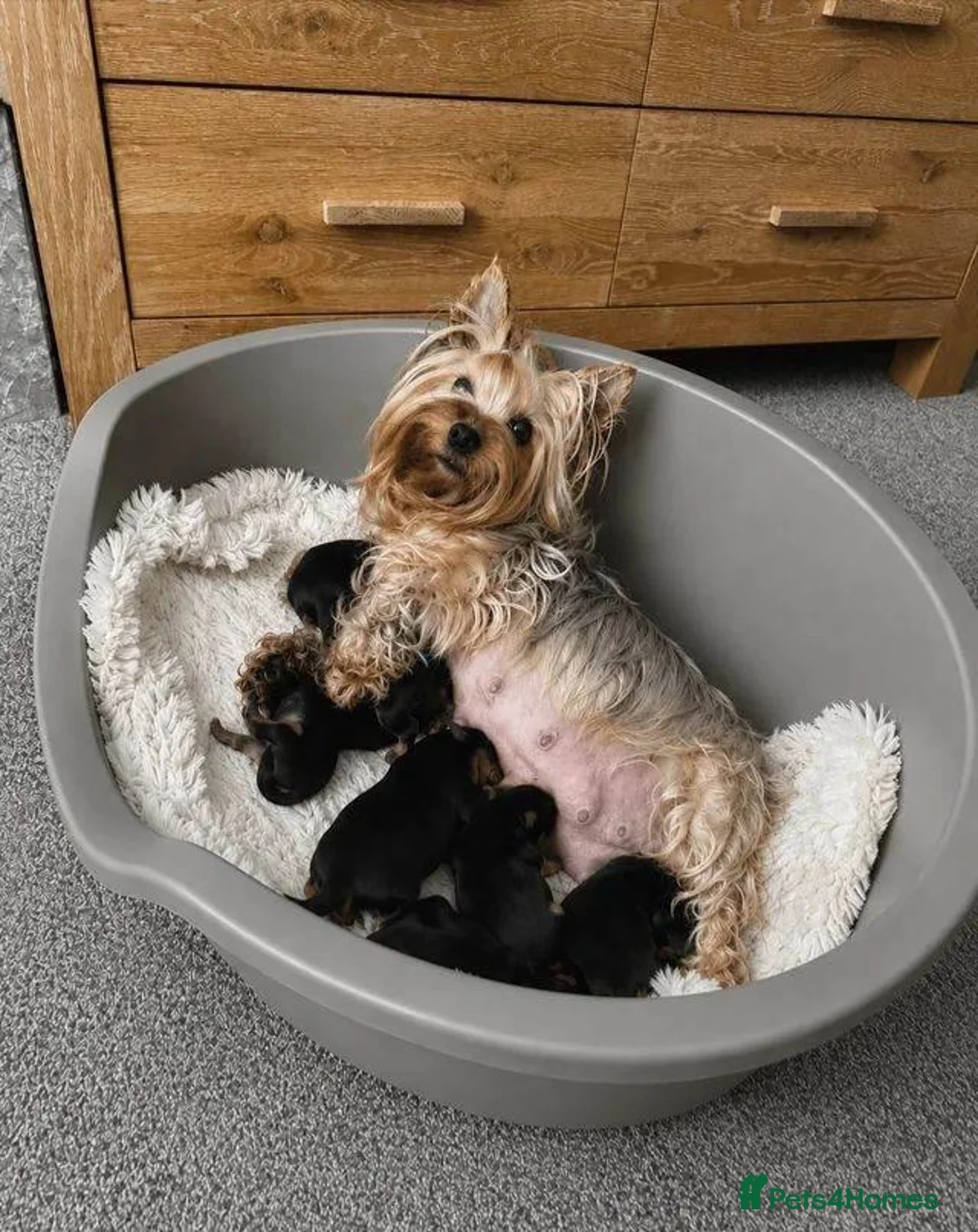 Yorkshire Terrier dogs for sale:  beautiful Yorkshire terrier puppy’s - Advert 1