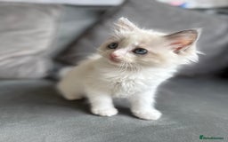 Ragdoll cats for sale: 🎀 Ragdoll kittens 🎀 2 left - Image 19