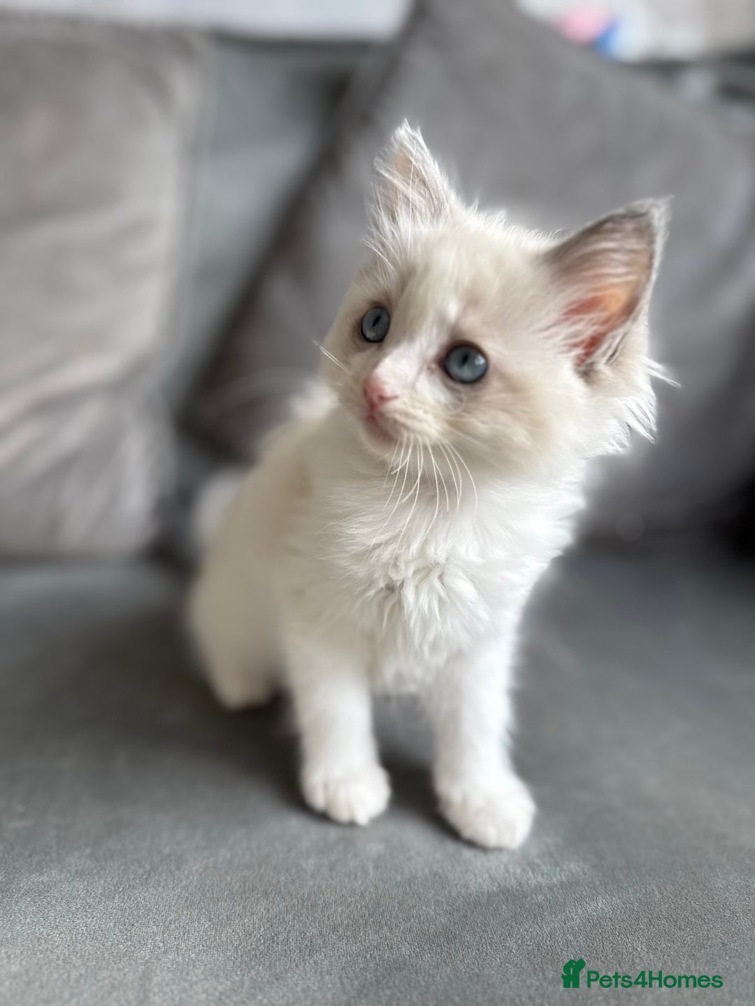 Ragdoll cats for sale: 🎀 Ragdoll kittens 🎀 2 left - Image 19