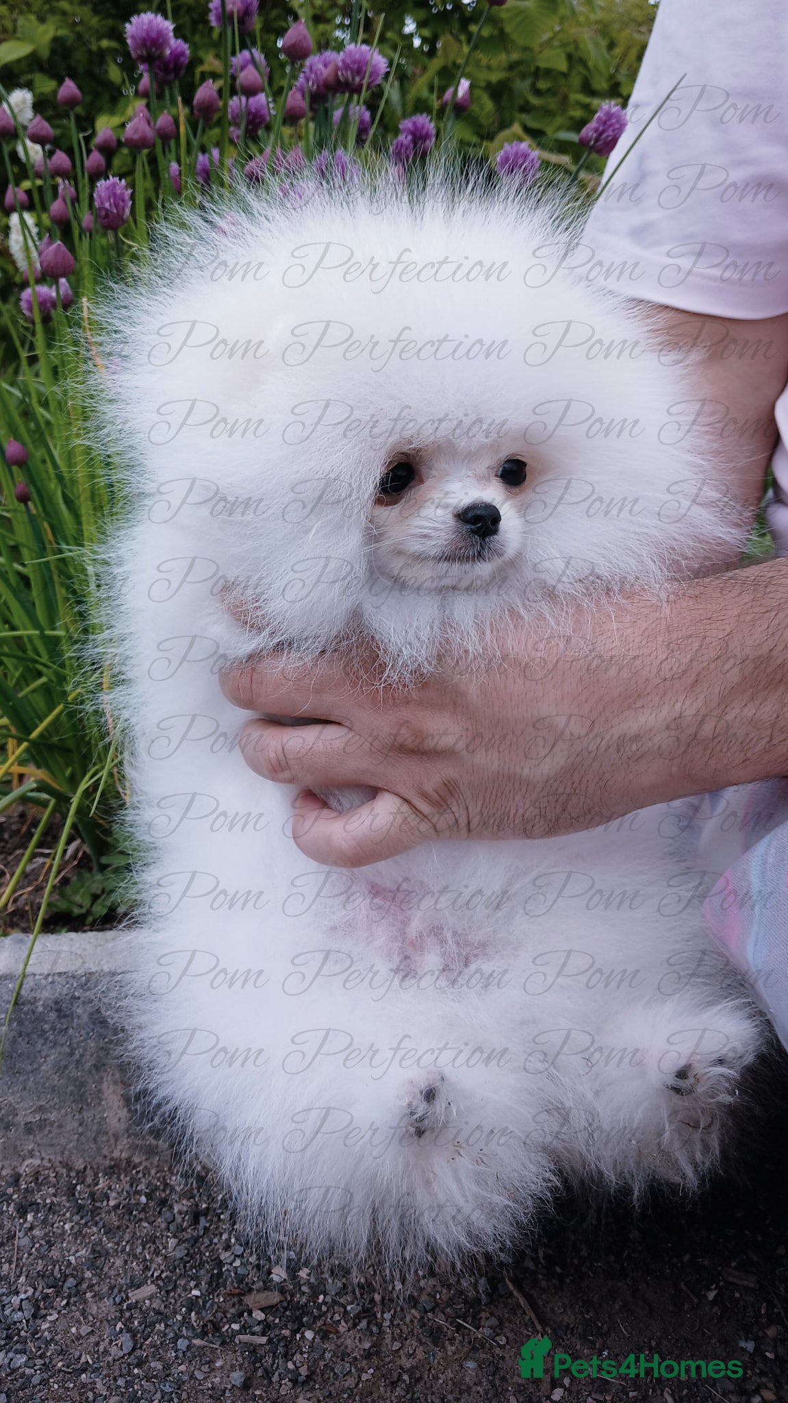 Pomeranian dogs Magical Teddy Bear Pomeranian  - Advert 2