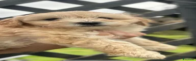 Cockapoo 1