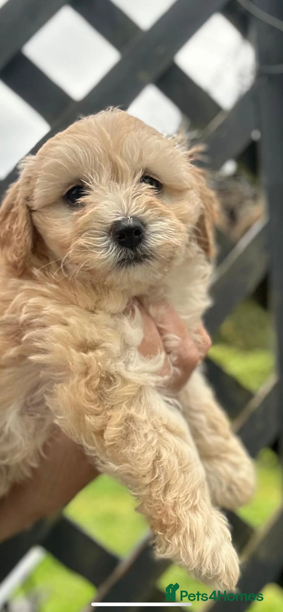 Cockapoo dogs for sale: Beautiful fb1 cockapoo puppies 1 boy 2 girls left in Somerton - Advert 9