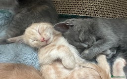 Ragdoll cats for sale: 6 beautiful well loved kittens. 2 girls remaining - Image 22