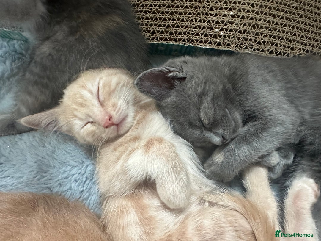 Ragdoll cats for sale: 6 beautiful well loved kittens. 2 girls remaining - Image 22