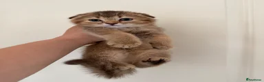 Scottish Fold Kitten 1
