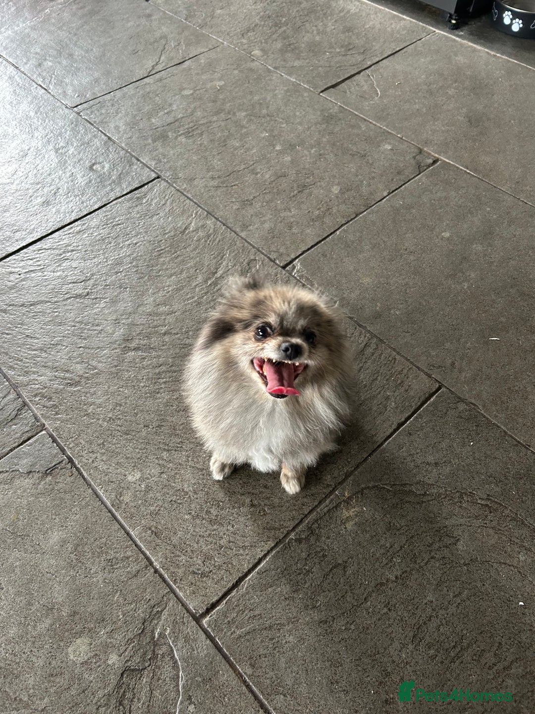 Pomeranian dogs for sale: 2 x pomeranians - Image 7