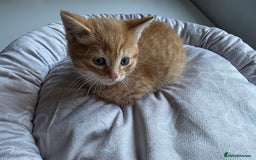 Mixed Breed cats for sale: Kittens  - Image 2