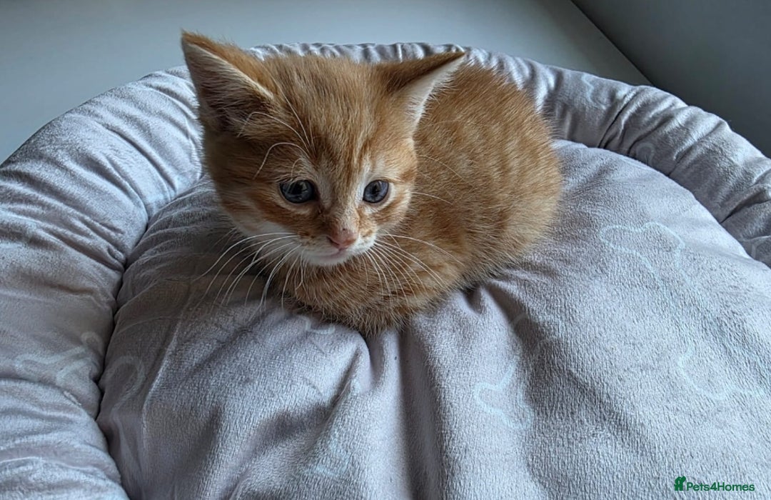 Mixed Breed cats for sale: Kittens  - Image 2