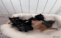 Domestic Shorthair cats for sale: kittens - Image 1