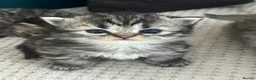 Persian cats for sale: Beautiful Persian boy - Advert 8