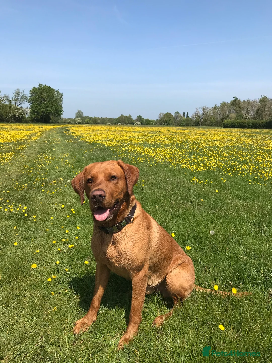 Labrador Retriever dogs for stud: Proven Fox Red Labrador for stud in Lewes - Advert 2