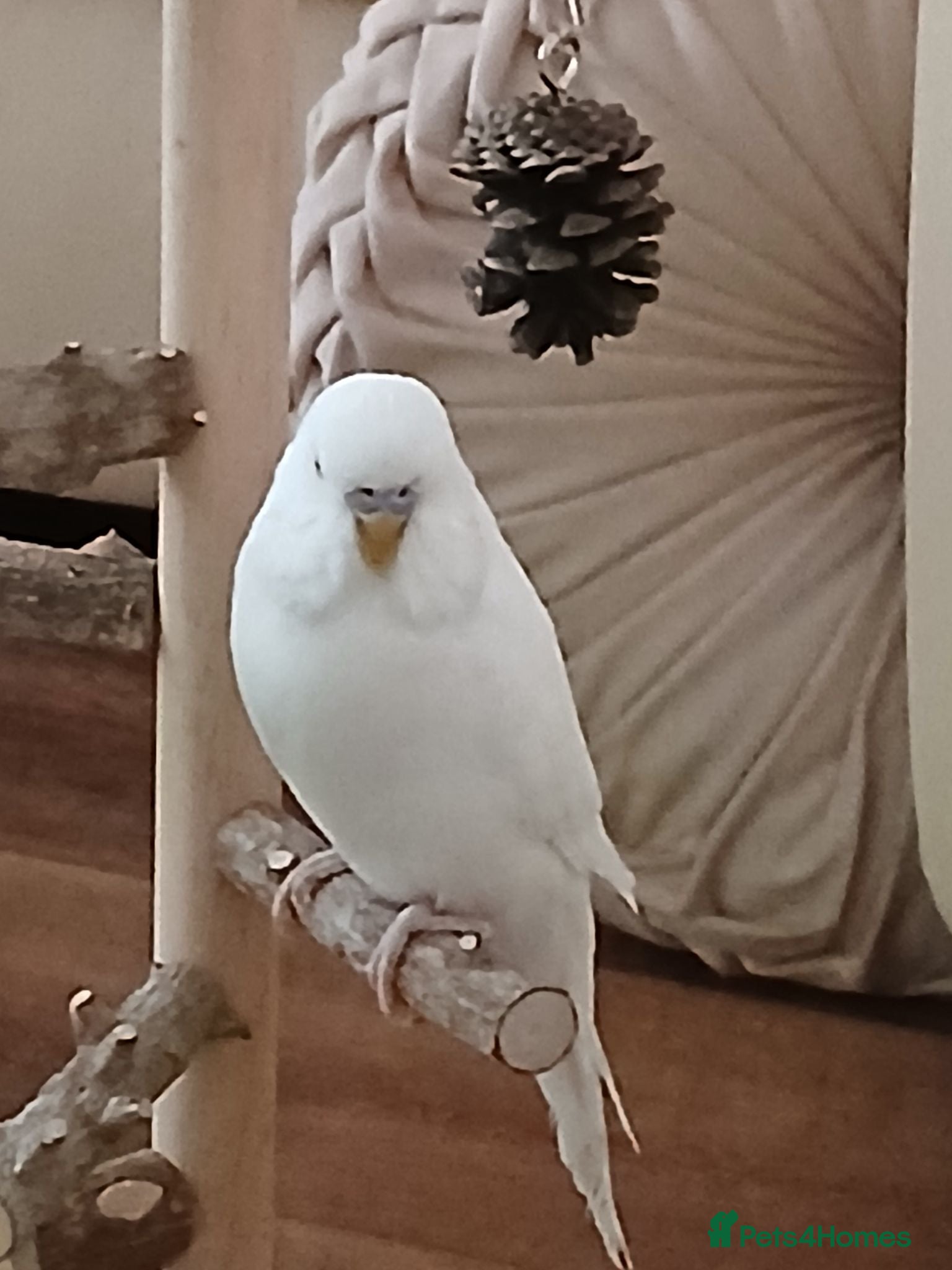 Budgerigars birds Beautiful male budgie - Advert 2