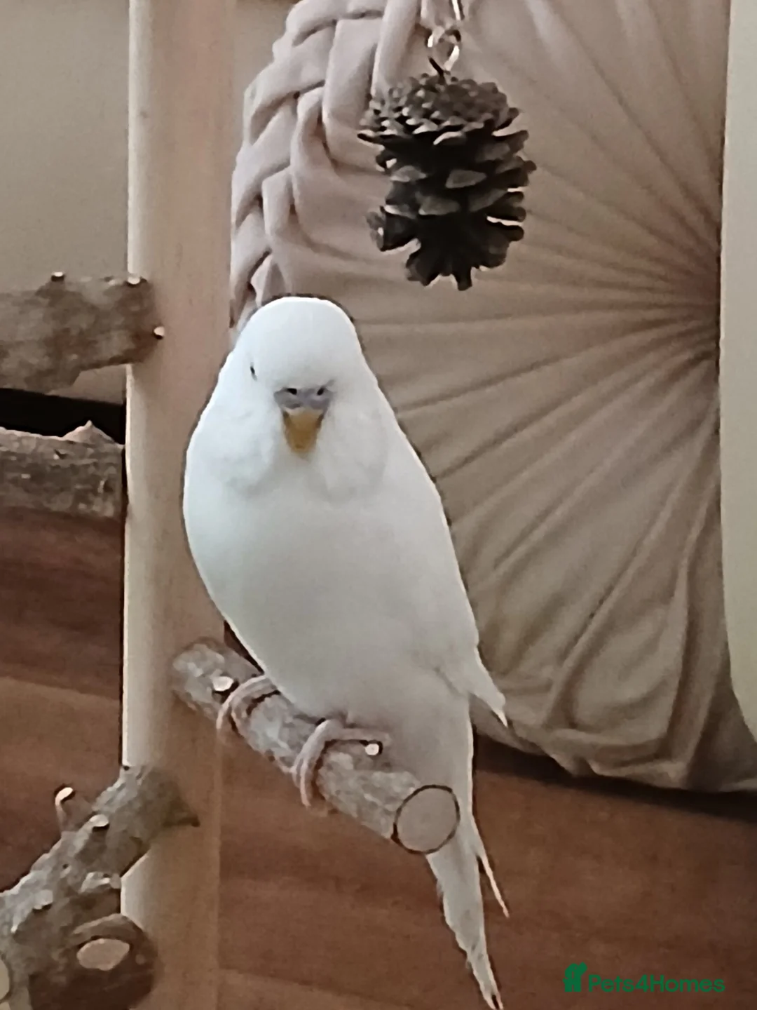 Budgerigars birds for sale: Beautiful male budgie - Advert 1