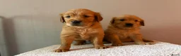 Golden Retriever dogs for sale: READY NOW Fox Red, KC, Health Tested Pups - Advert 15