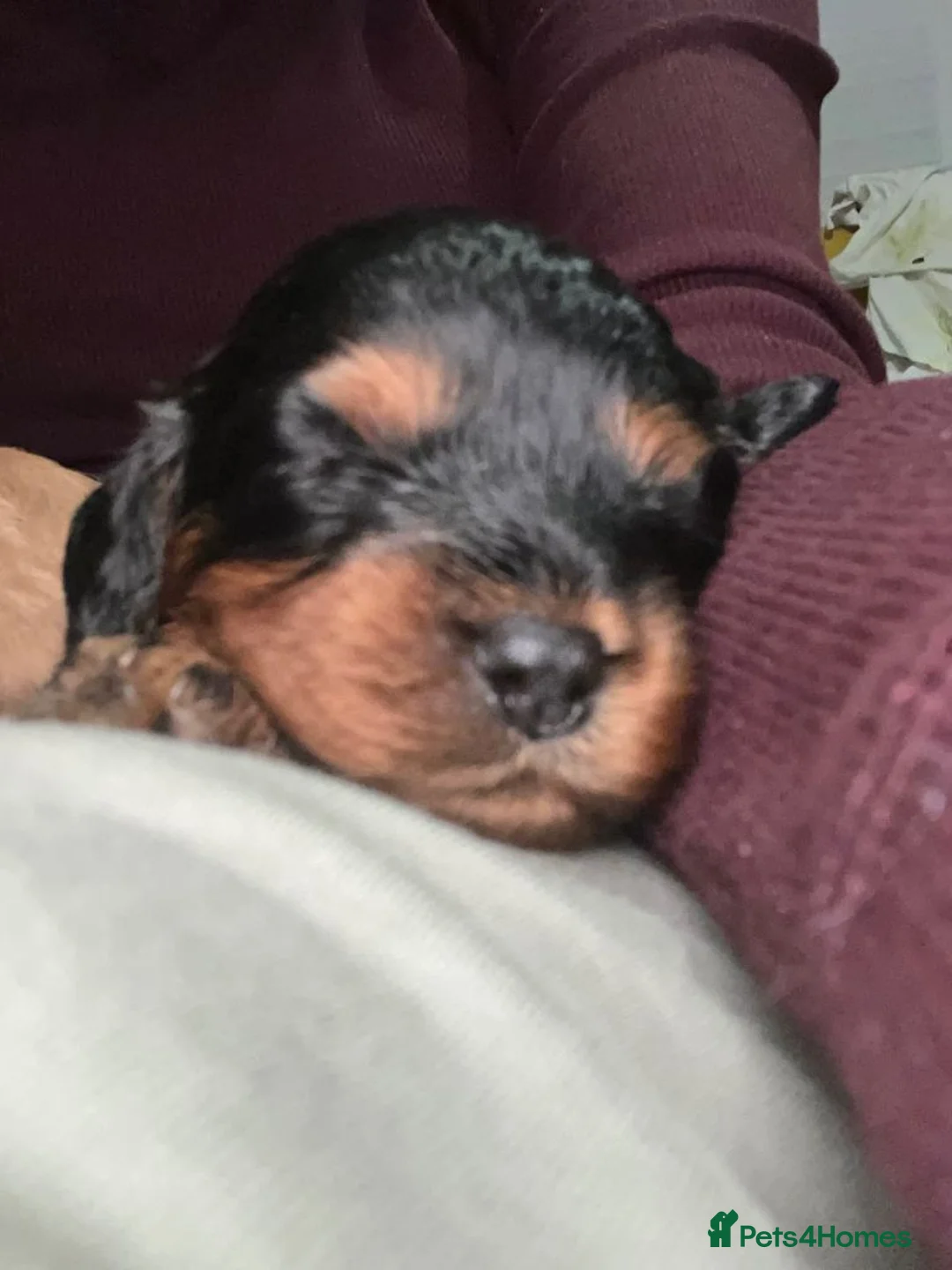 Cavapoo dogs for sale: Affectionate Cavapoo Puppies  Available for Sale - Advert 6