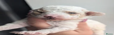 Cream parti male 