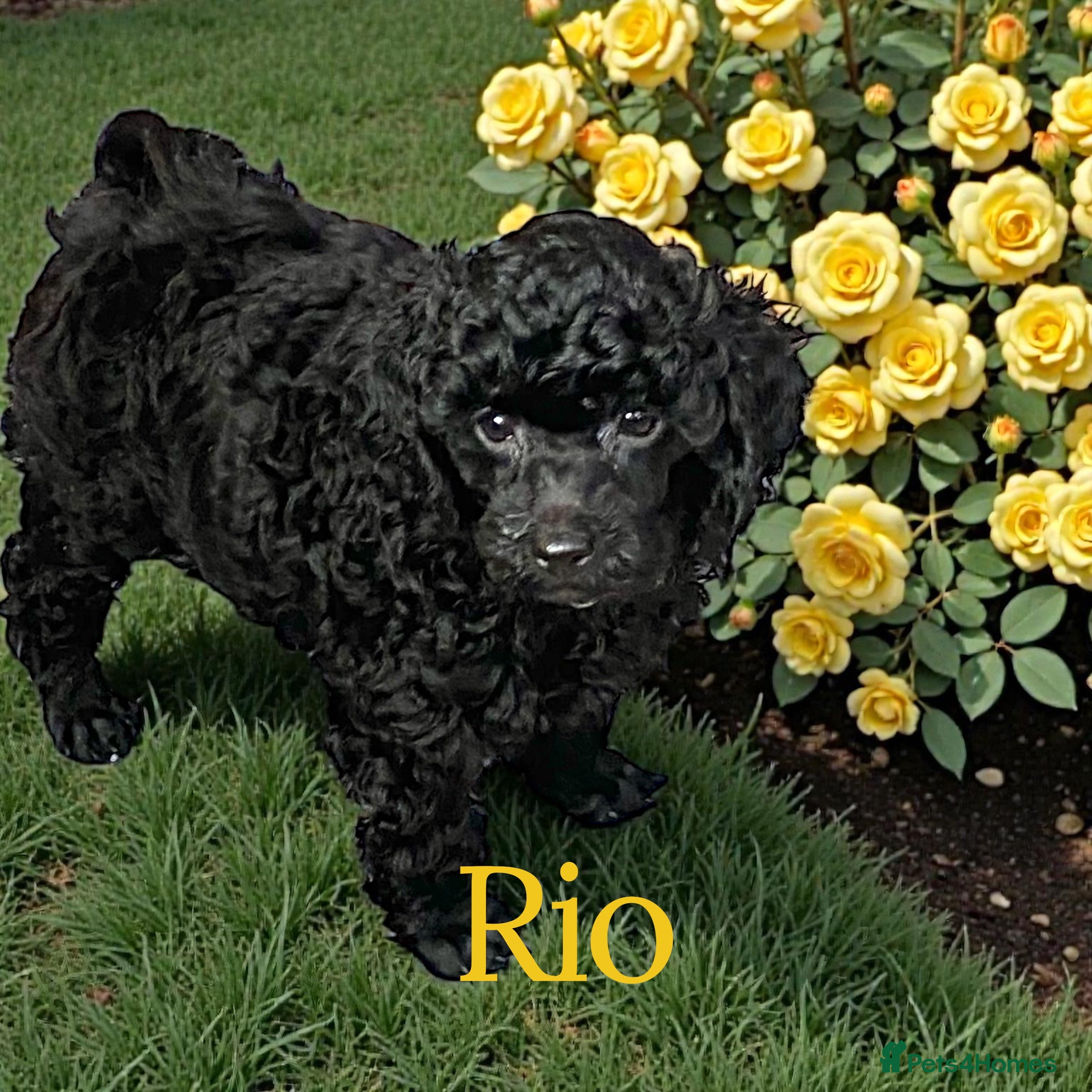 Toy Poodle dogs Black toy poodle male puppy excellent pedigree - Advert 11