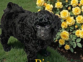 Toy Poodle dogs Black toy poodle male puppy excellent pedigree - Advert 11